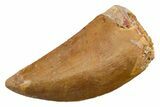 Serrated, Carcharodontosaurus Tooth - Real Dinosaur Tooth #351604-1